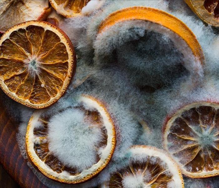 mold growing in oranges